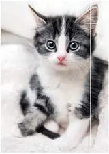 Miniature 1
